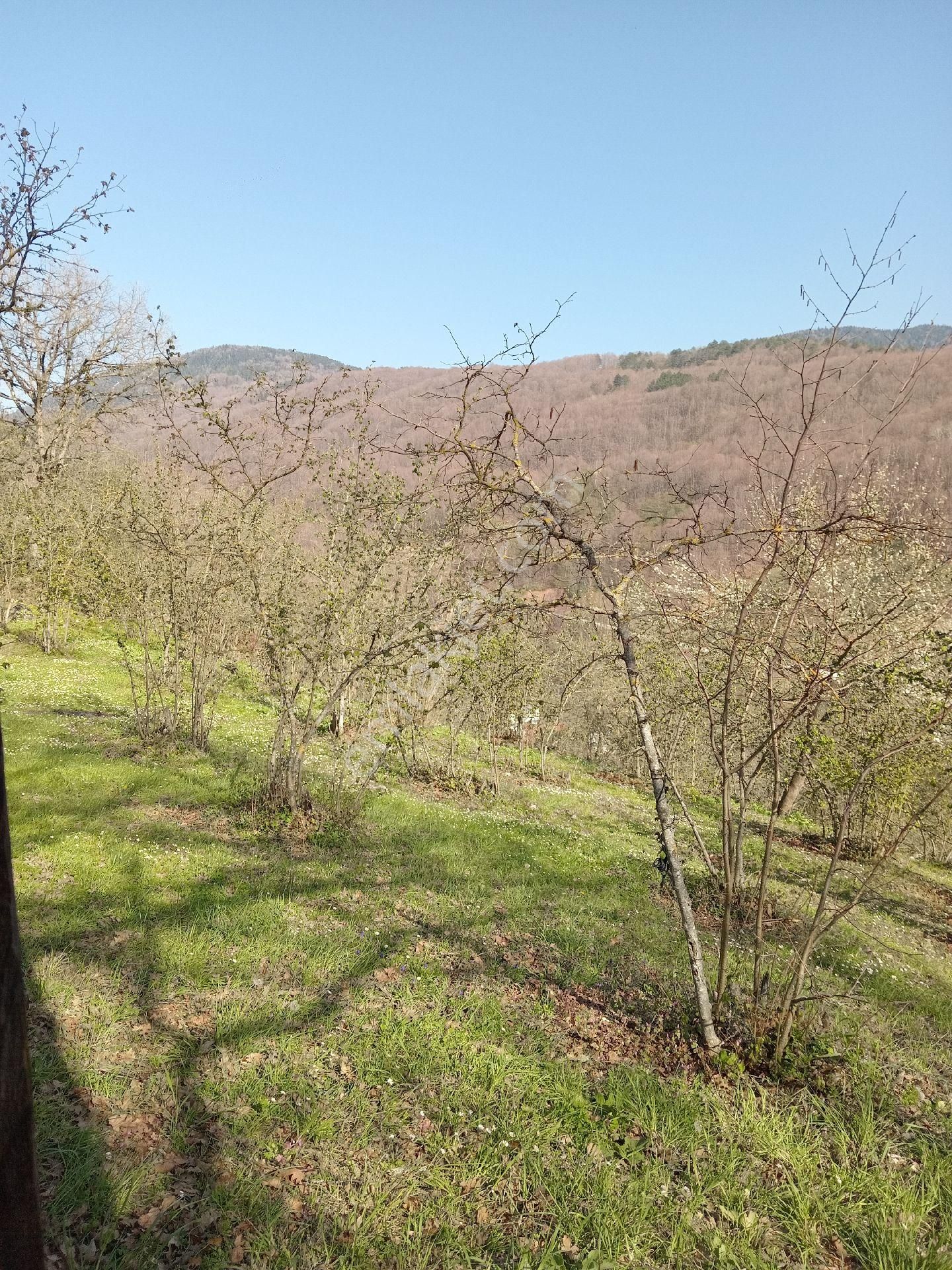 Mudurnu İgneciler Köyü 1700m2 Fındık Bahçesi
