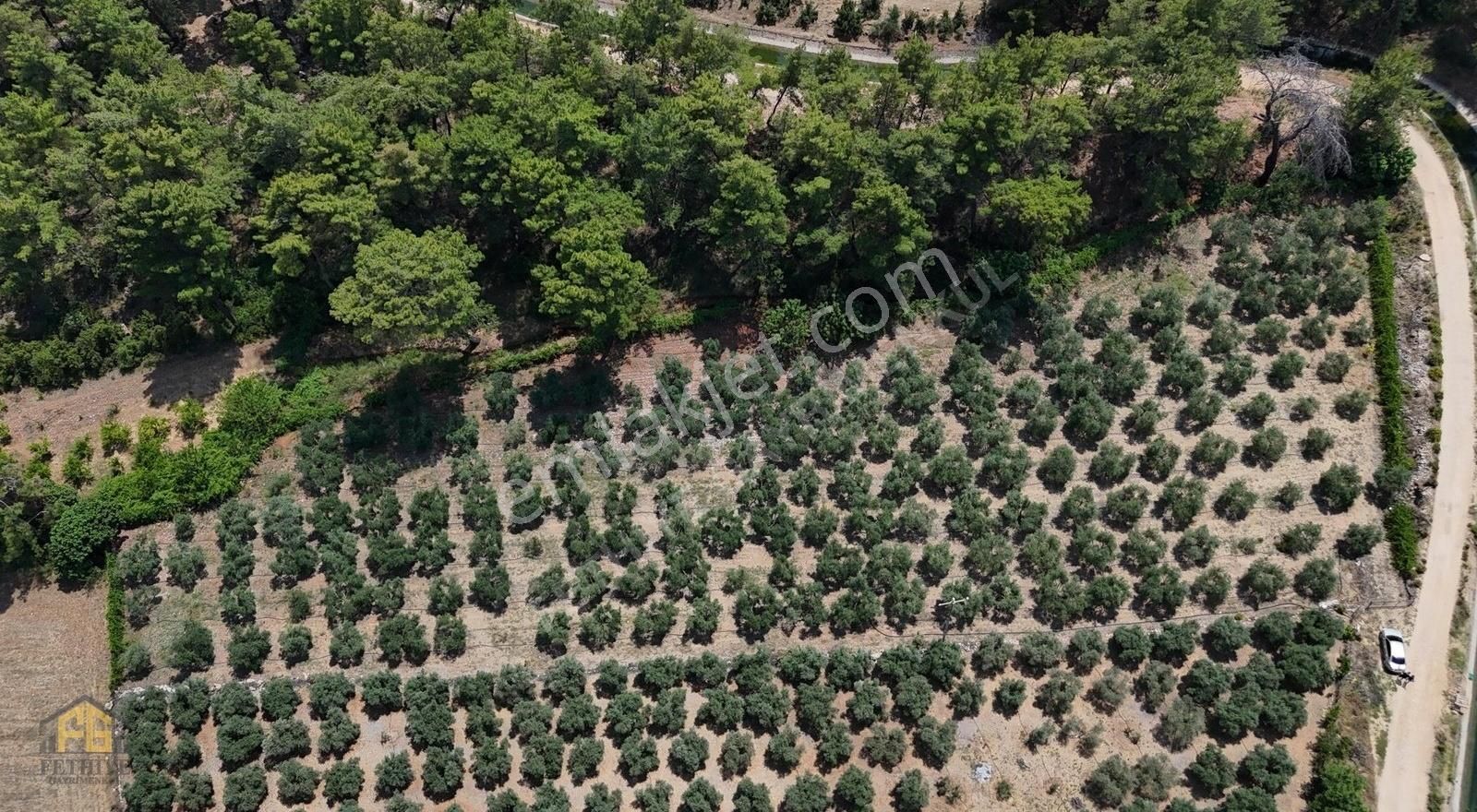 Seydikemerde Satılık 4250 M2 Zeytin Bahçesi