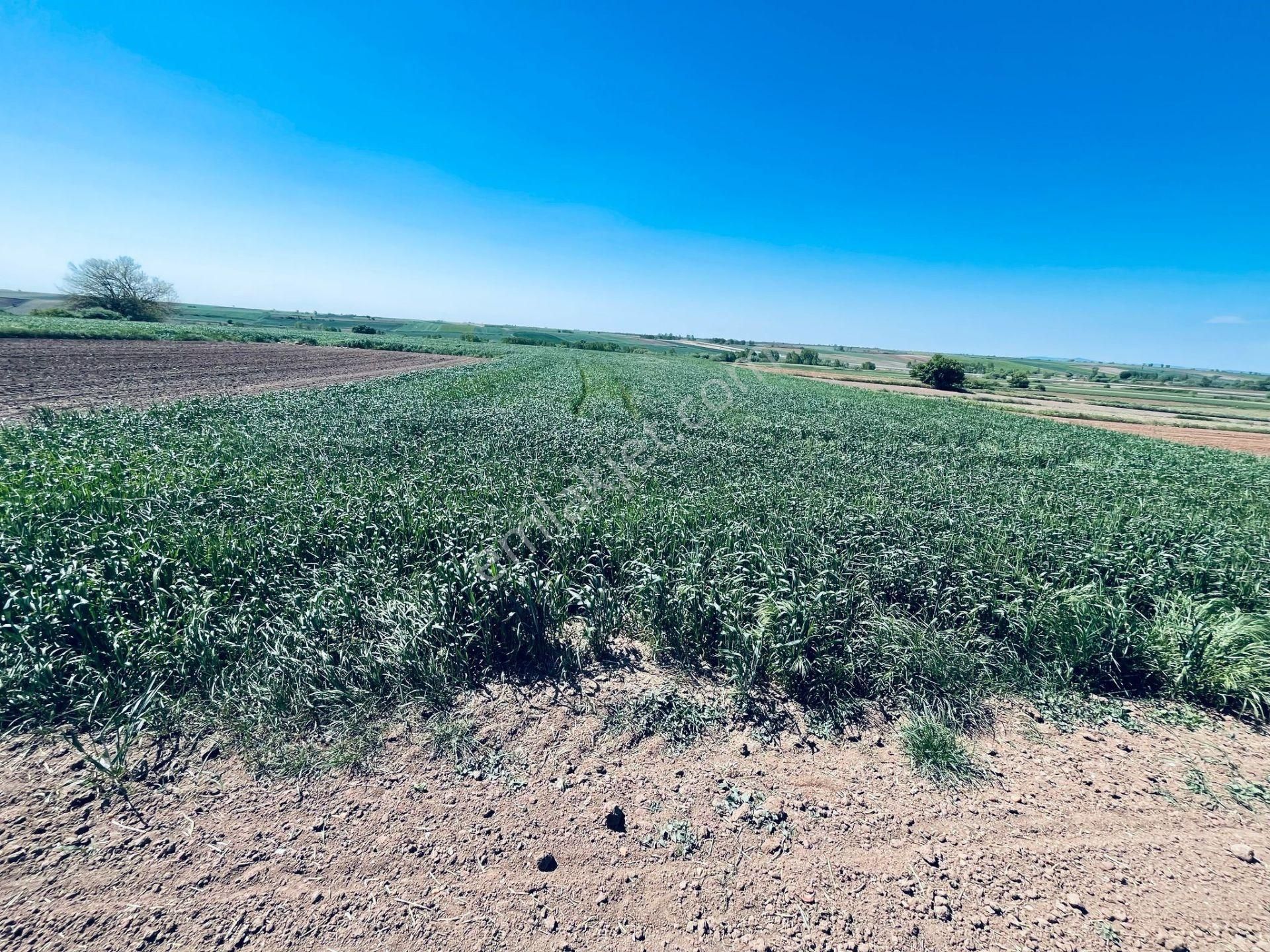 Turyap' Tan Kırklareli Merkez Ürünlü' De 1.350 M2 Müstakil Tapu Satılık Tarla