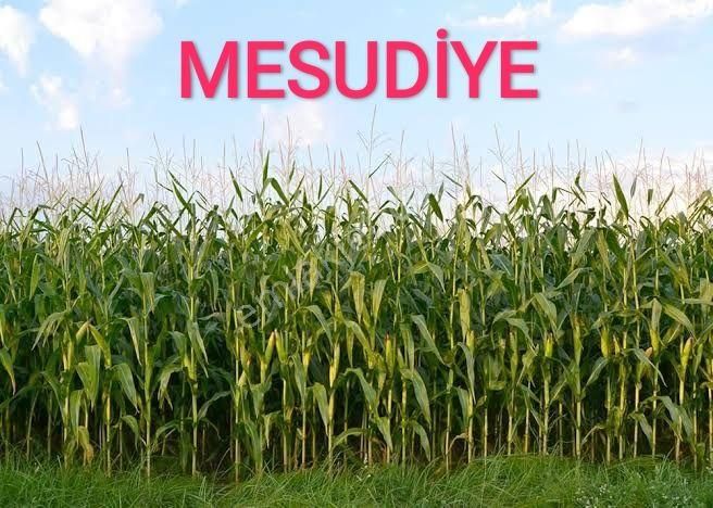Sahibinden Mesudiyede 14 Dönüm Tarla