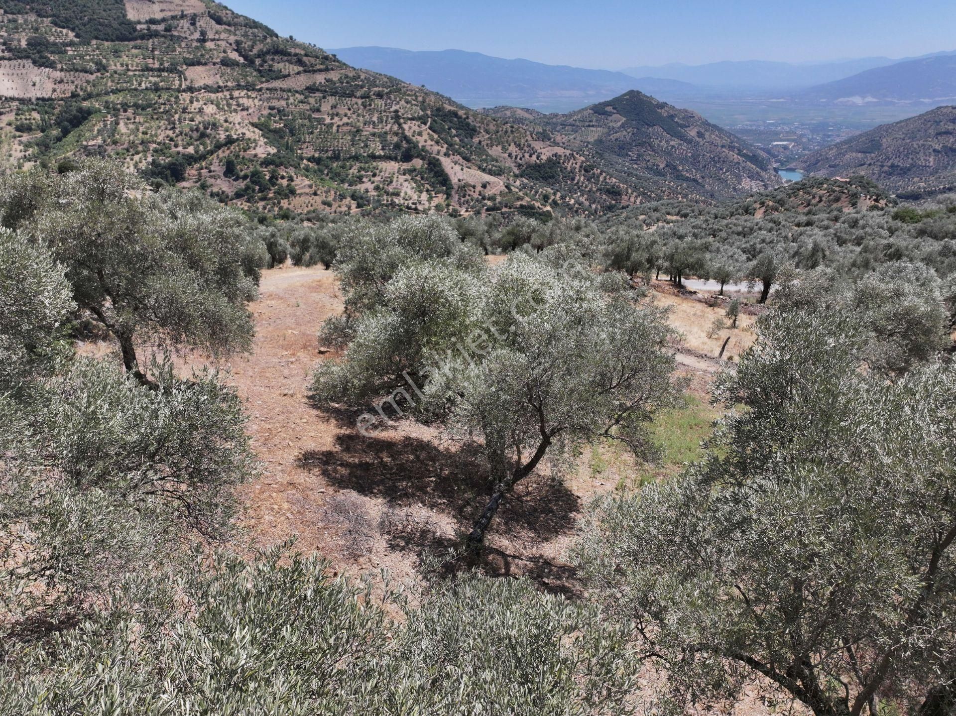 Majestic Manors - Çobanlarda Satılık 1337m² Zeytinlik - Görsel 5