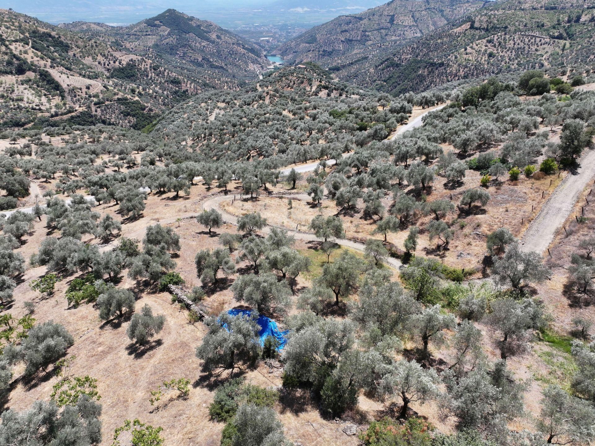 Çobanlarda Satılık 1337m2 Zeytinlik