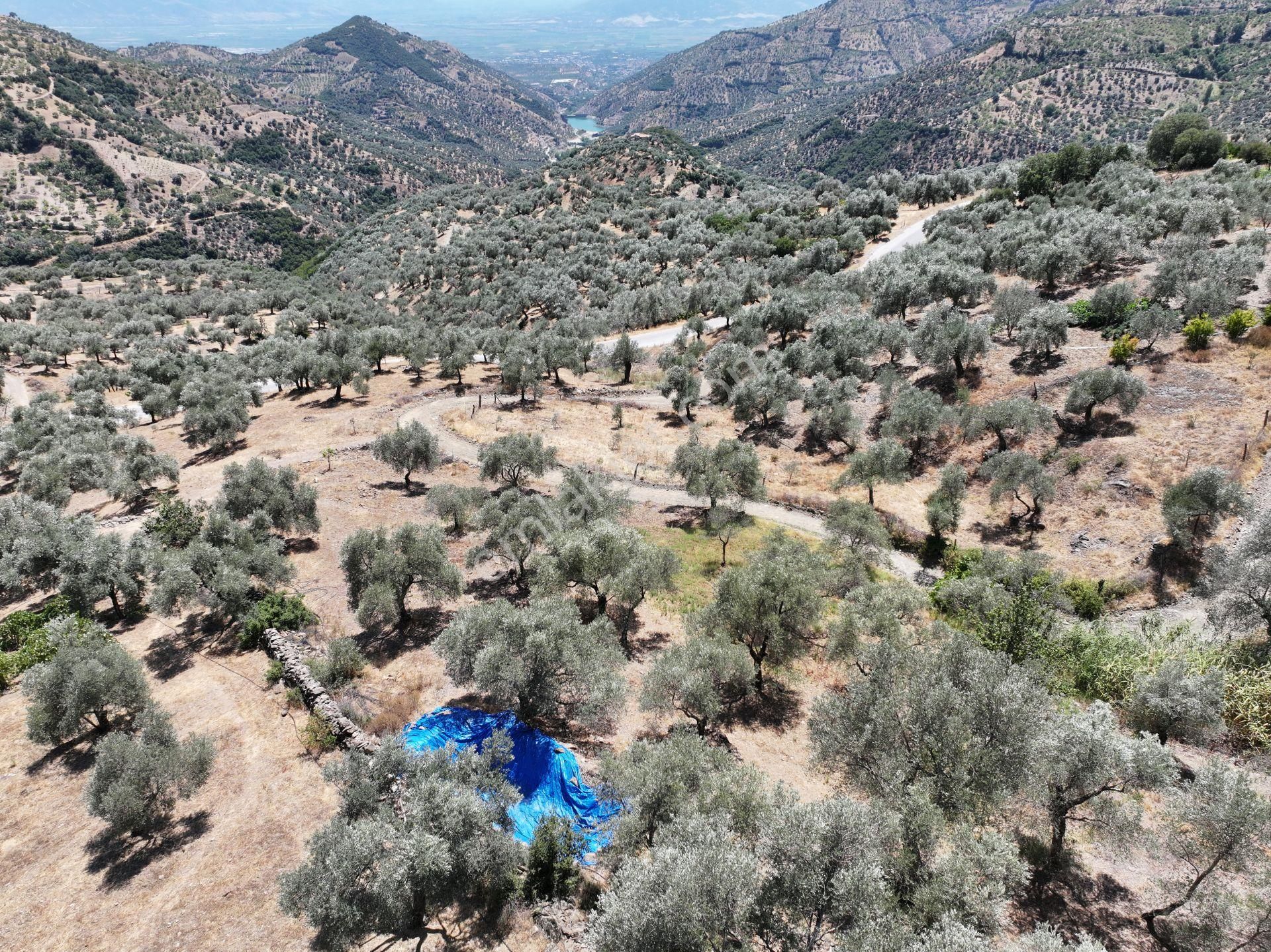 Majestic Manors - Çobanlarda Satılık 1337m² Zeytinlik - Görsel 4