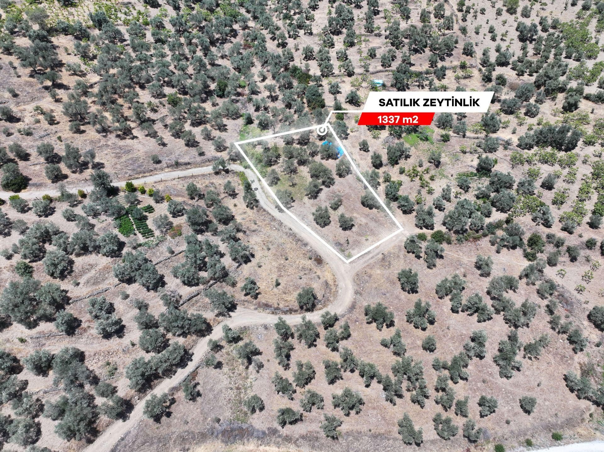 Majestic Manors - Çobanlarda Satılık 1337m² Zeytinlik - Görsel 2