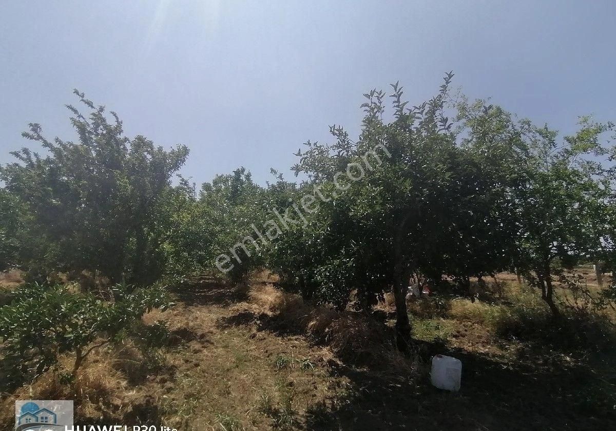 Satılık 150 Ad Ceviz Ve 30 Ad Meyve Ağaçlı Tarla
