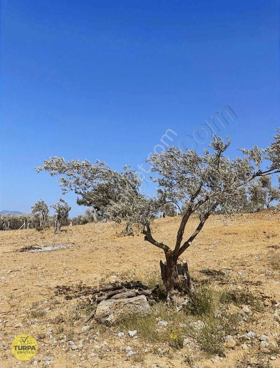 Hayalinizdeki Deniz Manzaralı Zeytinlik - Görsel 7