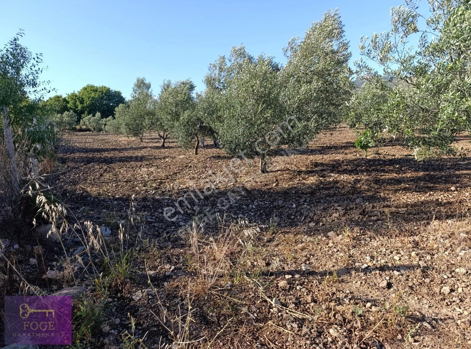 Foça Bucak Mevkii'nde Çok İyi Konumda Kupon Tarla - Görsel 18