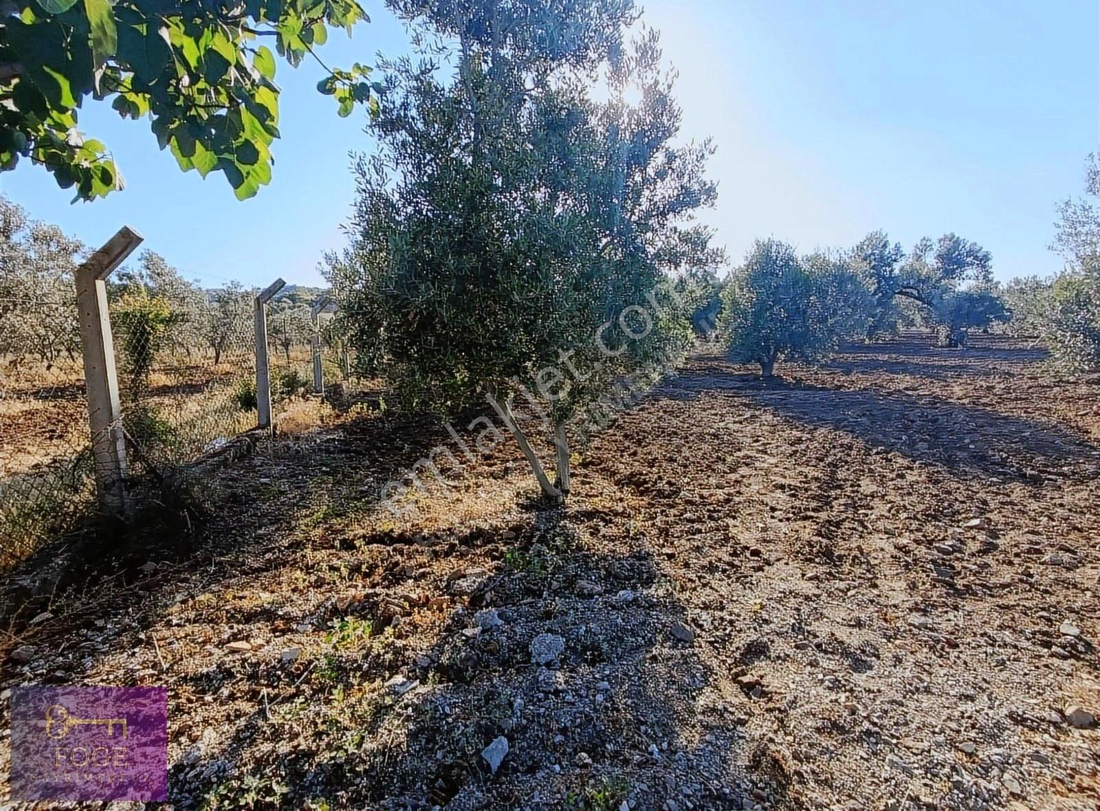 Foça Bucak Mevkii'nde Çok İyi Konumda Kupon Tarla - Görsel 8