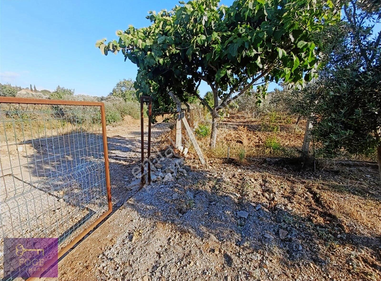 Foça Bucak Mevkii'nde Çok İyi Konumda Kupon Tarla - Görsel 13
