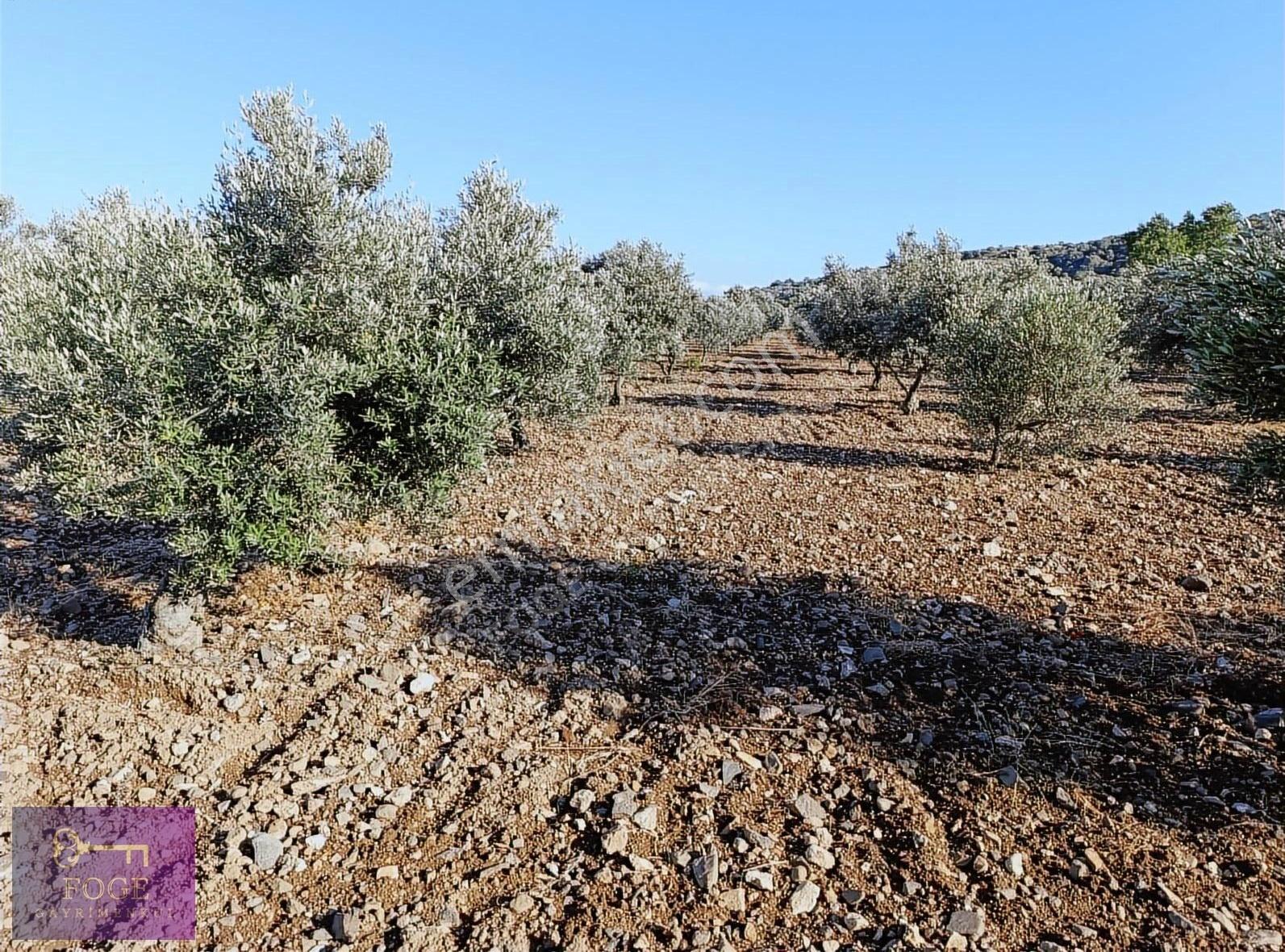 Foça Bucak Mevkii'nde Çok İyi Konumda Kupon Tarla - Görsel 6
