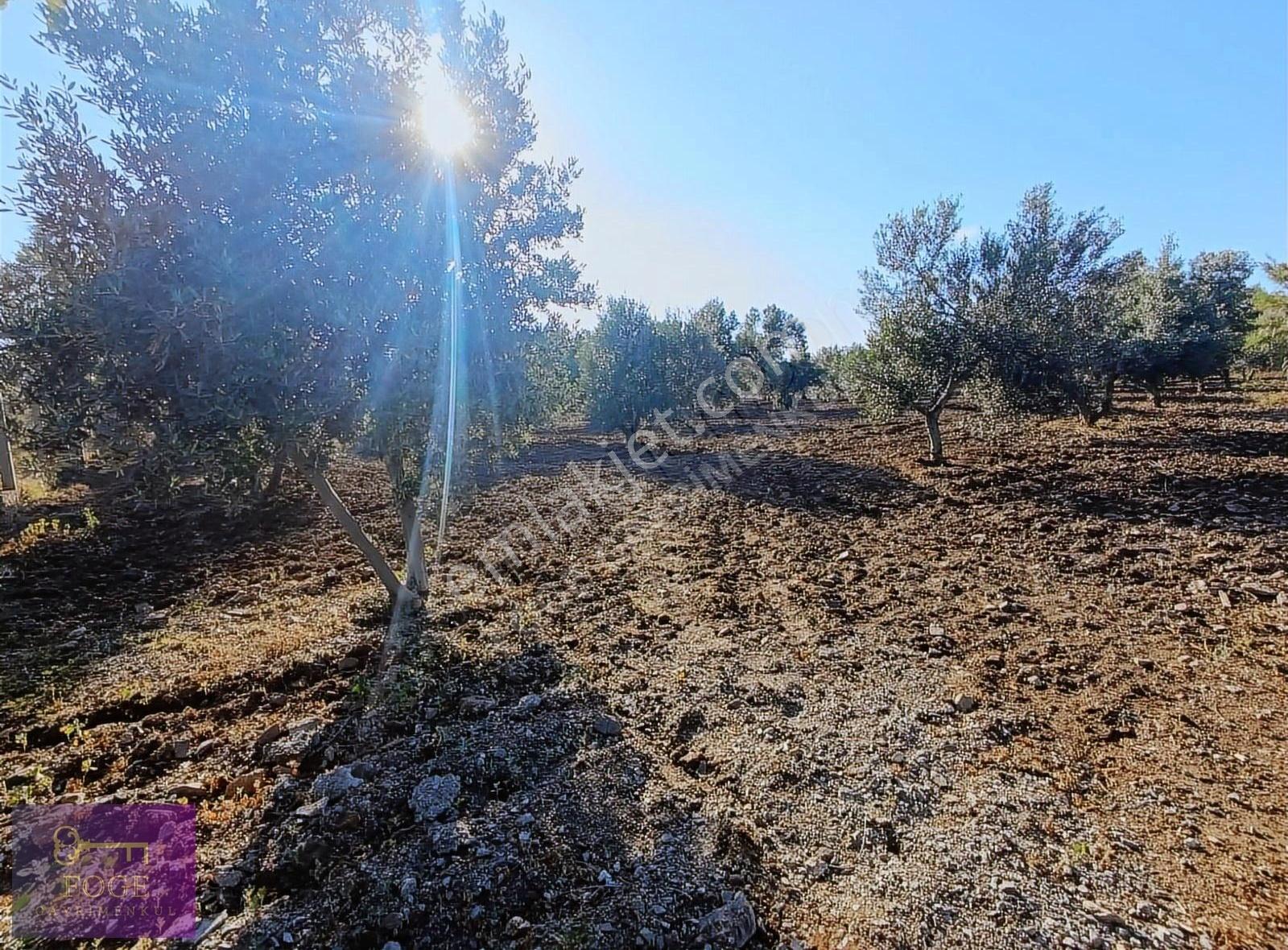 Foça Bucak Mevkii'nde Çok İyi Konumda Kupon Tarla - Görsel 9