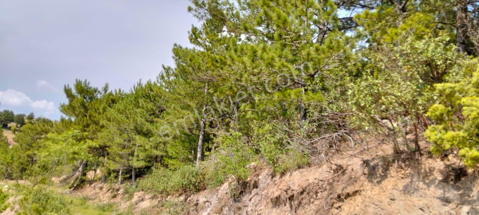 Guzelpinarda Acil Satılık Fırsat Tarla - Görsel 13