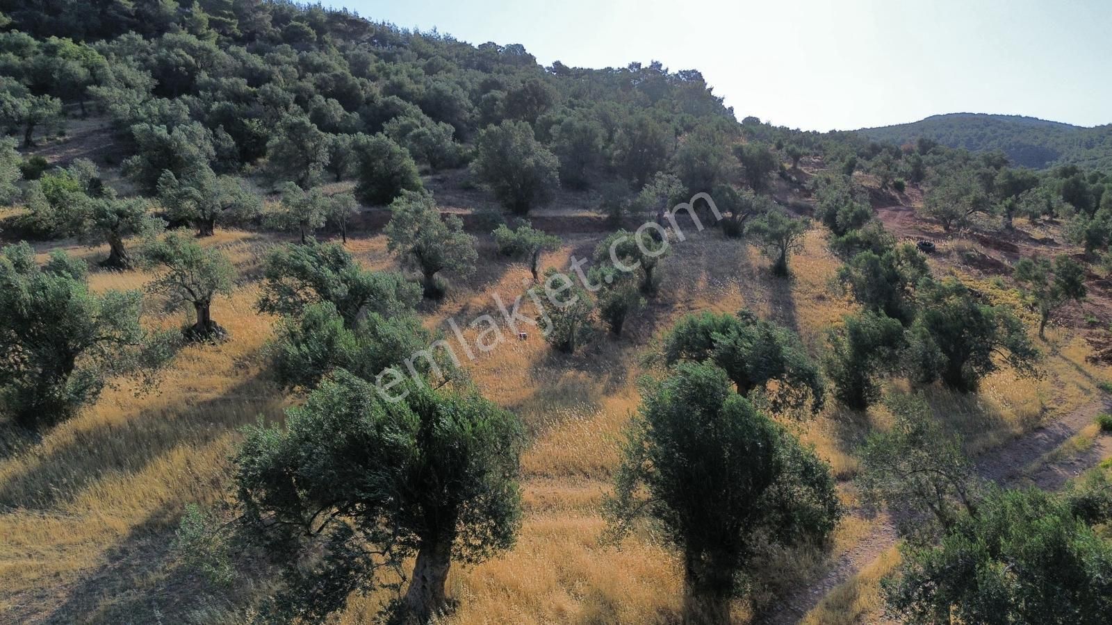 Bergama Tekkedere Mahallesinde Satılık Müstakil Zeytinlik - Görsel 3