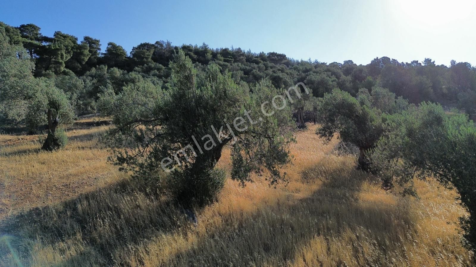 Bergama Tekkedere Mahallesinde Satılık Müstakil Zeytinlik - Görsel 6