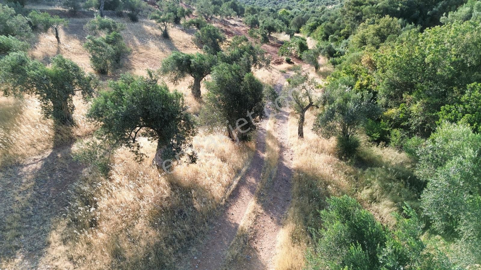 Bergama Tekkedere Mahallesinde Satılık Müstakil Zeytinlik - Görsel 2