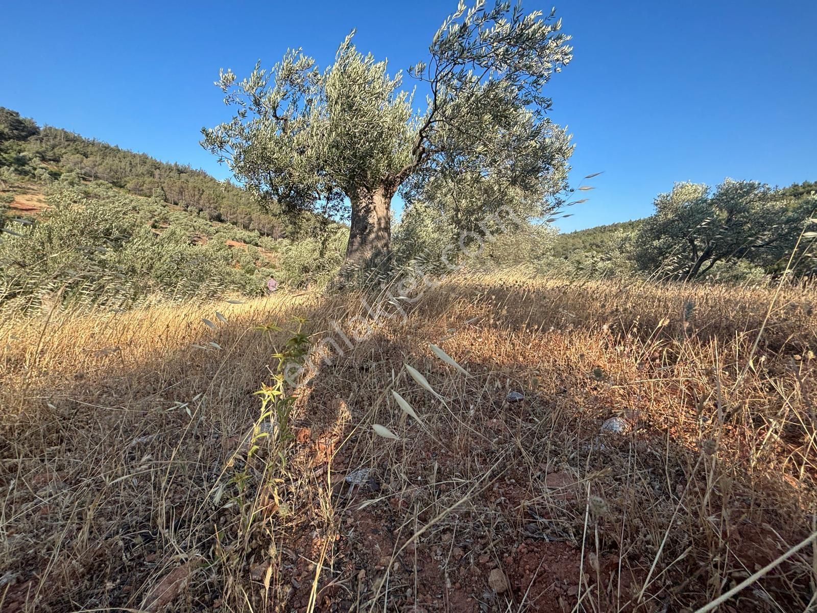 Bergama Tekkedere Mahallesinde Satılık Müstakil Zeytinlik - Görsel 11