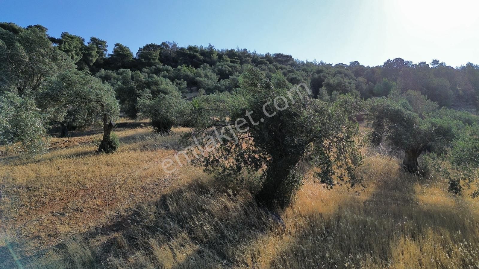 Bergama Tekkedere Mahallesinde Satılık Müstakil Zeytinlik - Görsel 7