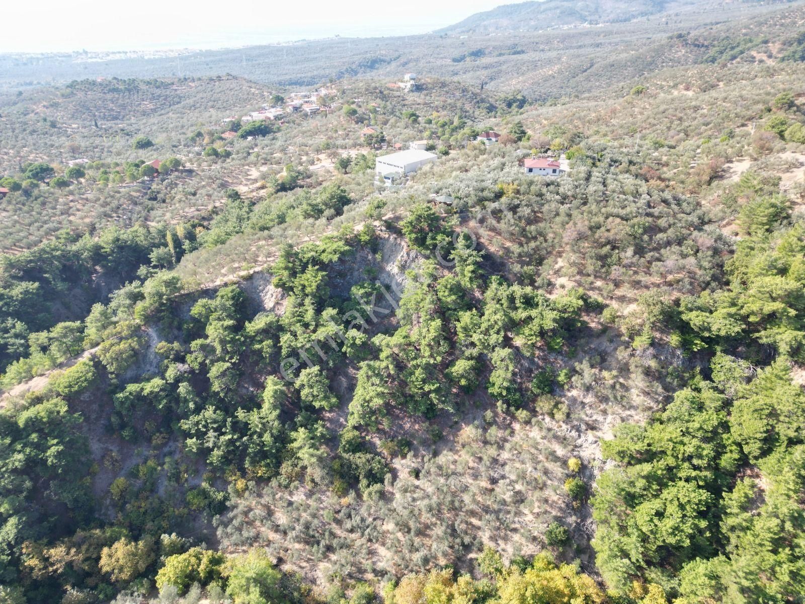Sabri Pınarbaşı'dan Güre Bölgesi Tahtakuşlar'da İmarın Yanında 20dönüm Zeytinlik - Görsel 18