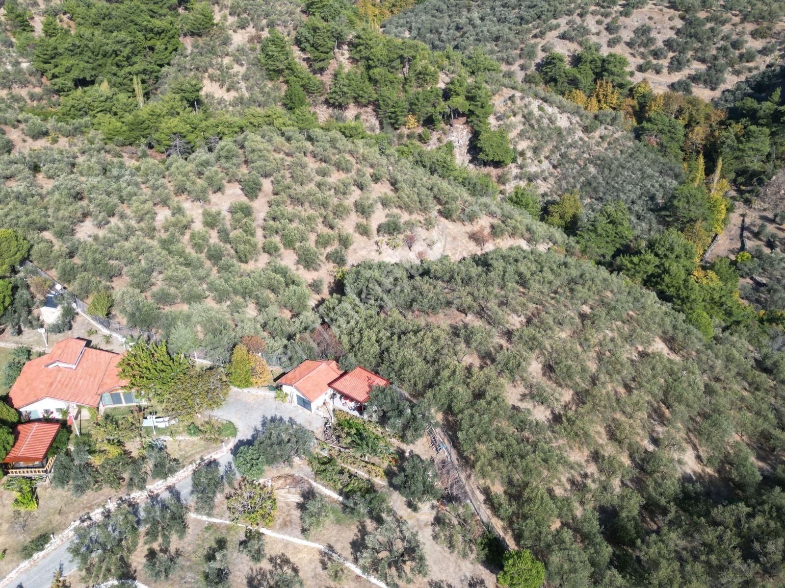 Sabri Pınarbaşı'dan Güre Bölgesi Tahtakuşlar'da İmarın Yanında 20dönüm Zeytinlik - Görsel 4