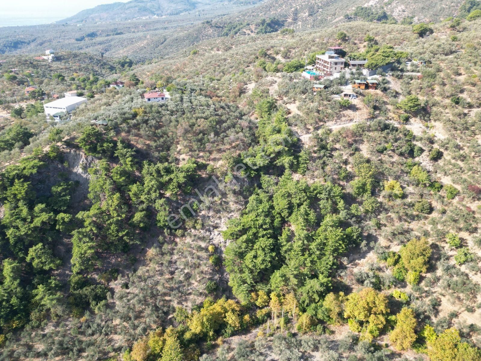 Sabri Pınarbaşı'dan Güre Bölgesi Tahtakuşlar'da İmarın Yanında 20dönüm Zeytinlik - Görsel 17