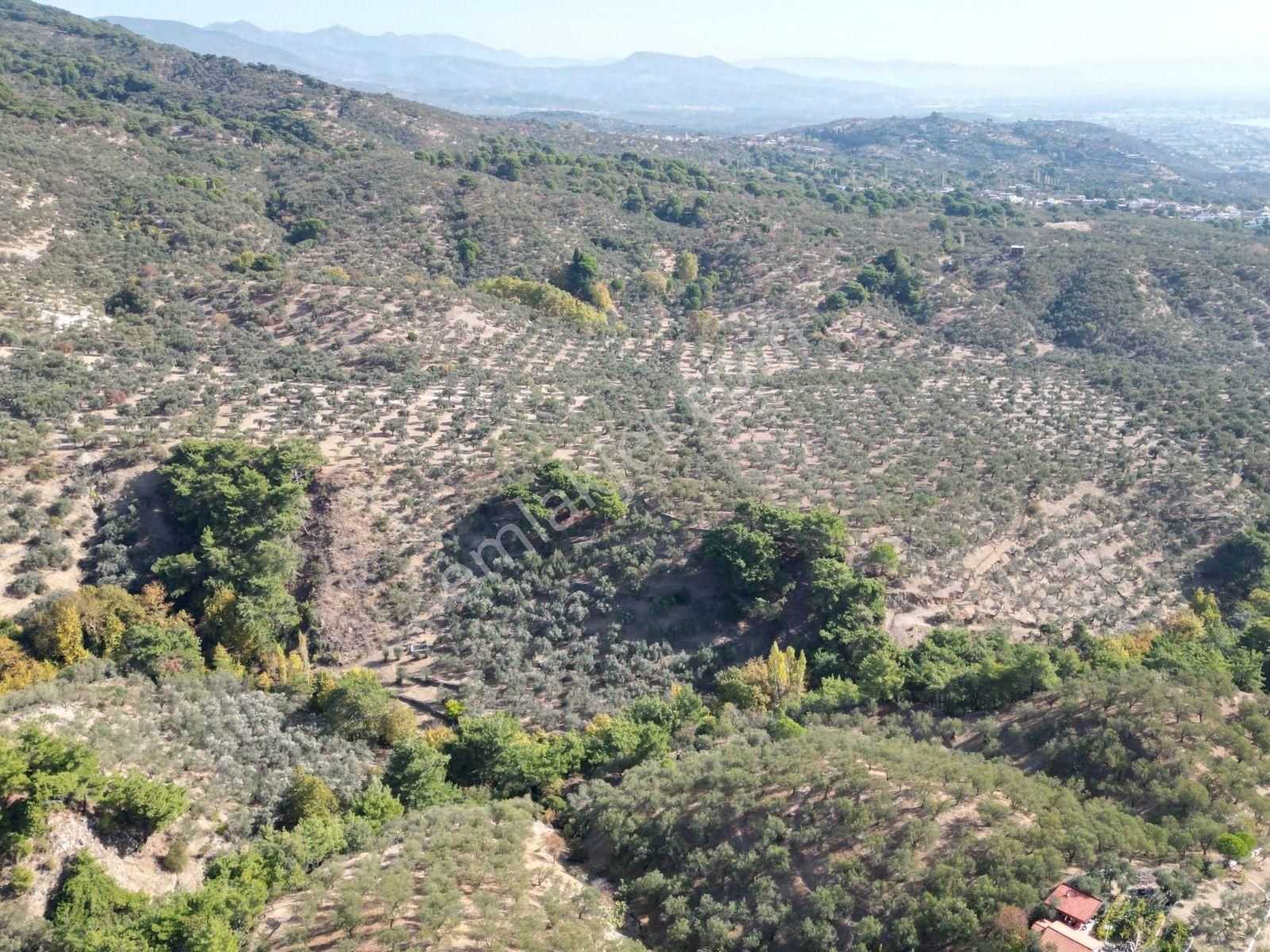 Sabri Pınarbaşı'dan Güre Bölgesi Tahtakuşlar'da İmarın Yanında 20dönüm Zeytinlik - Görsel 6
