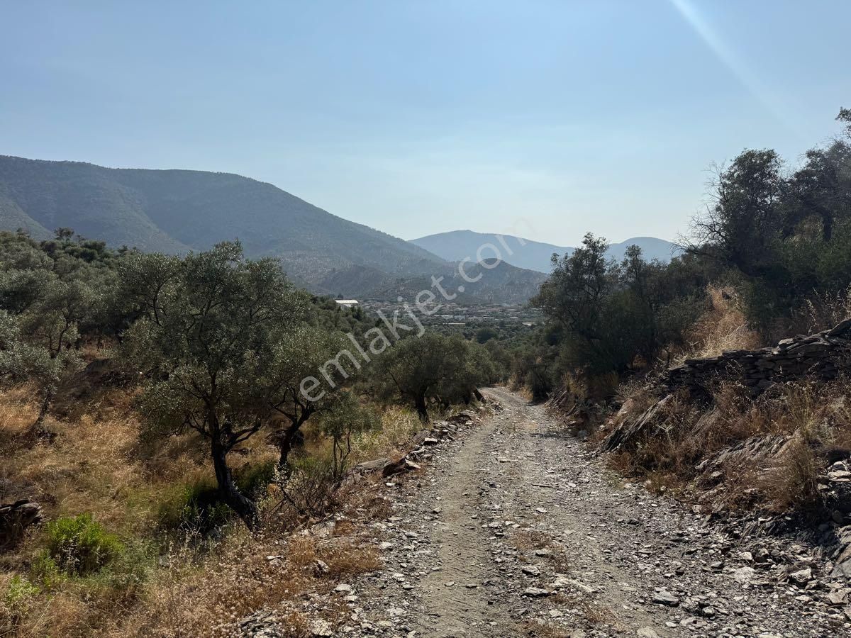 Milas Bafa’da Satılık Yatırımlık Zeytinlik