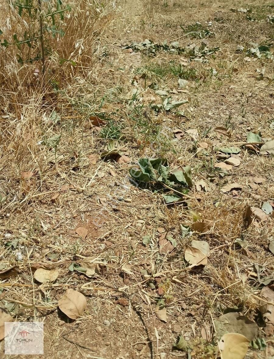 Seydikemer Yayla Ceylan Tarla
