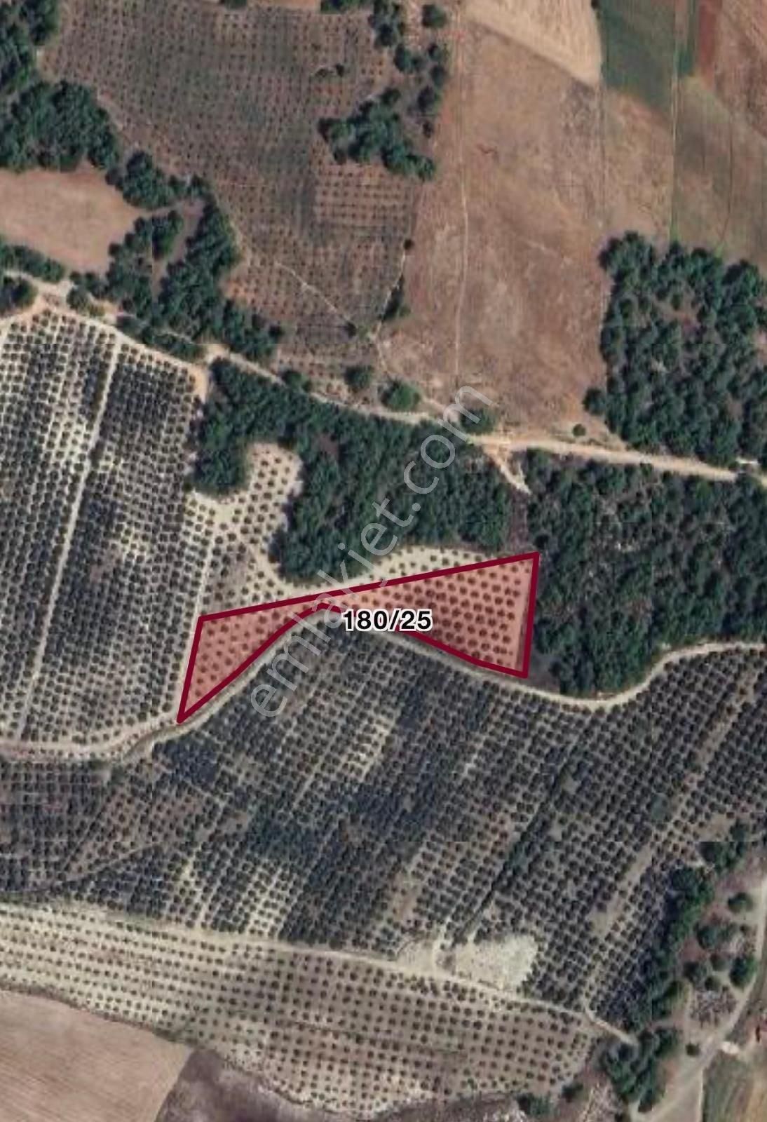 Seydikemer Kayadibi’nde 4.811 M² Zeytin Bahçesi – Yatırıma Ve Üretime Uygun!
