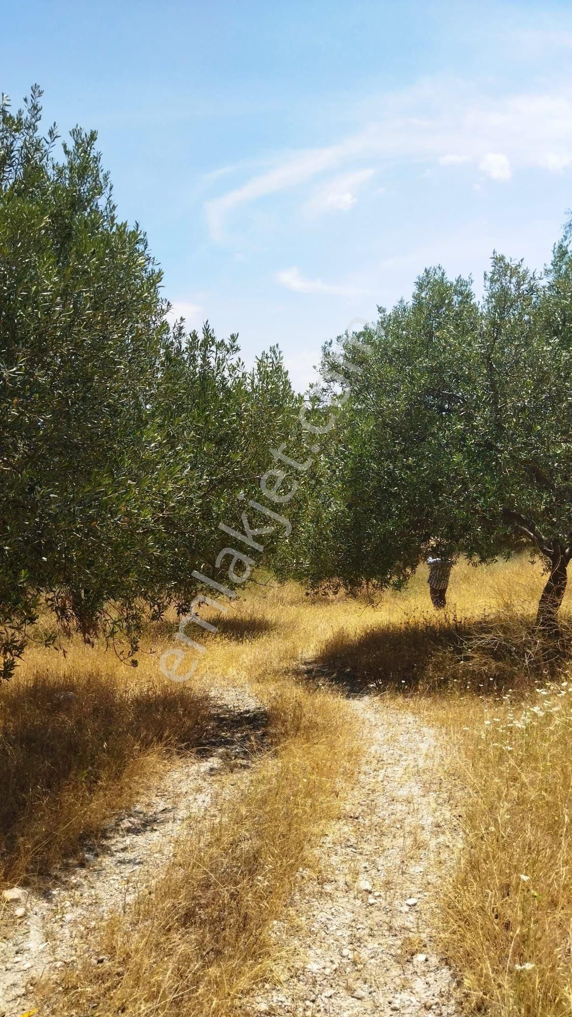 Manisa Saruhanlı Yeni Osmaniyede Zeytinli Tarla