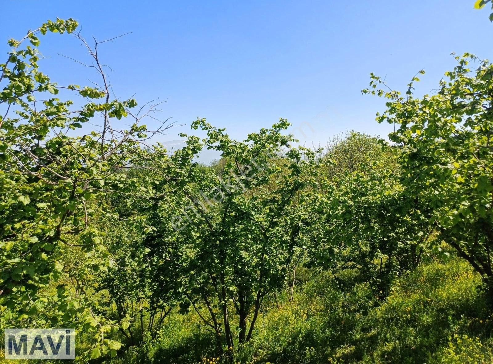 Remax Maviden Karapürçekde 6 Dönüm Fındıklık