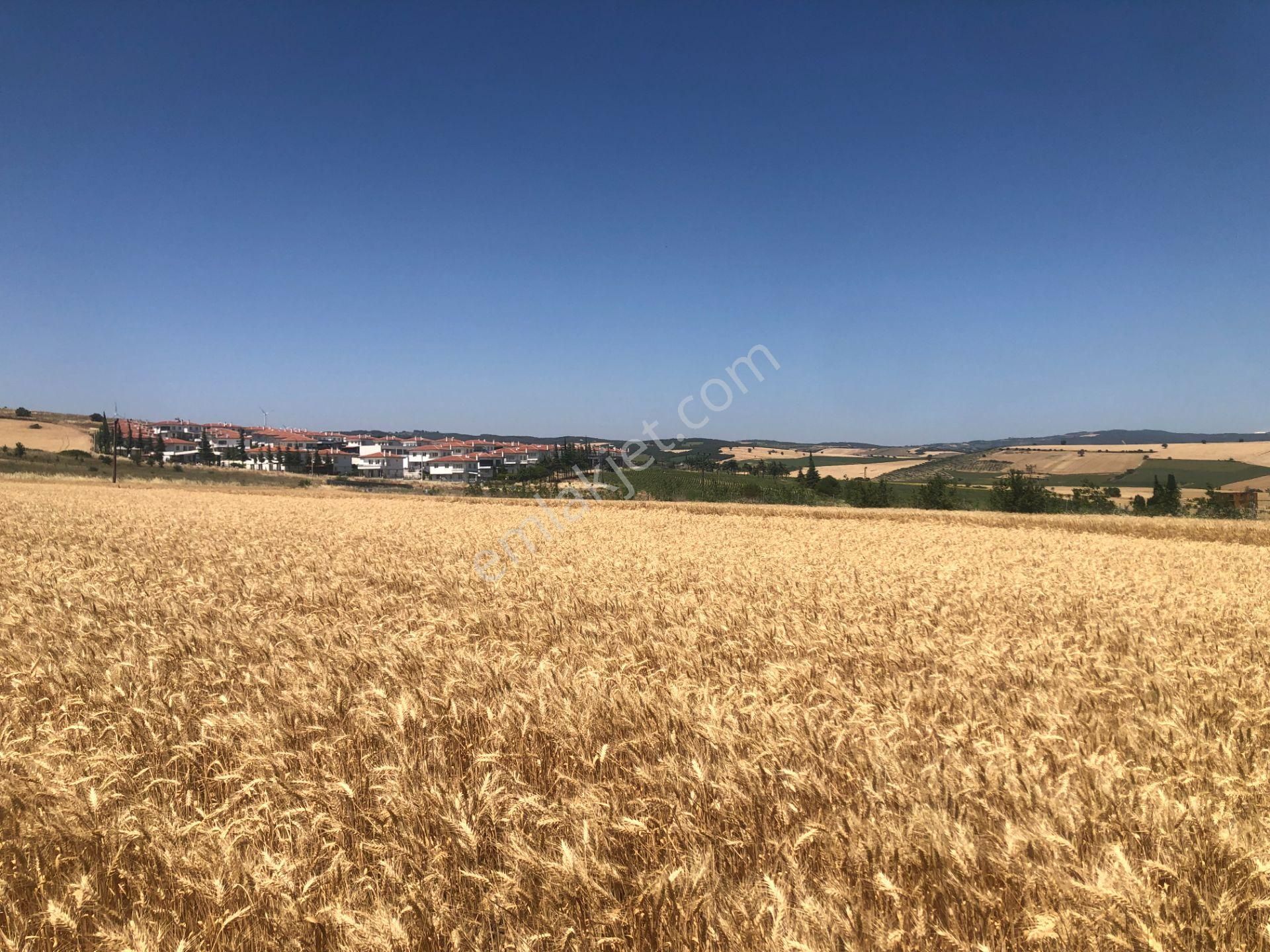 Şarköy De Işık Emlaktan İstiklal Mah De 372 M2 0/25 İmarlı Arsa - Görsel 11