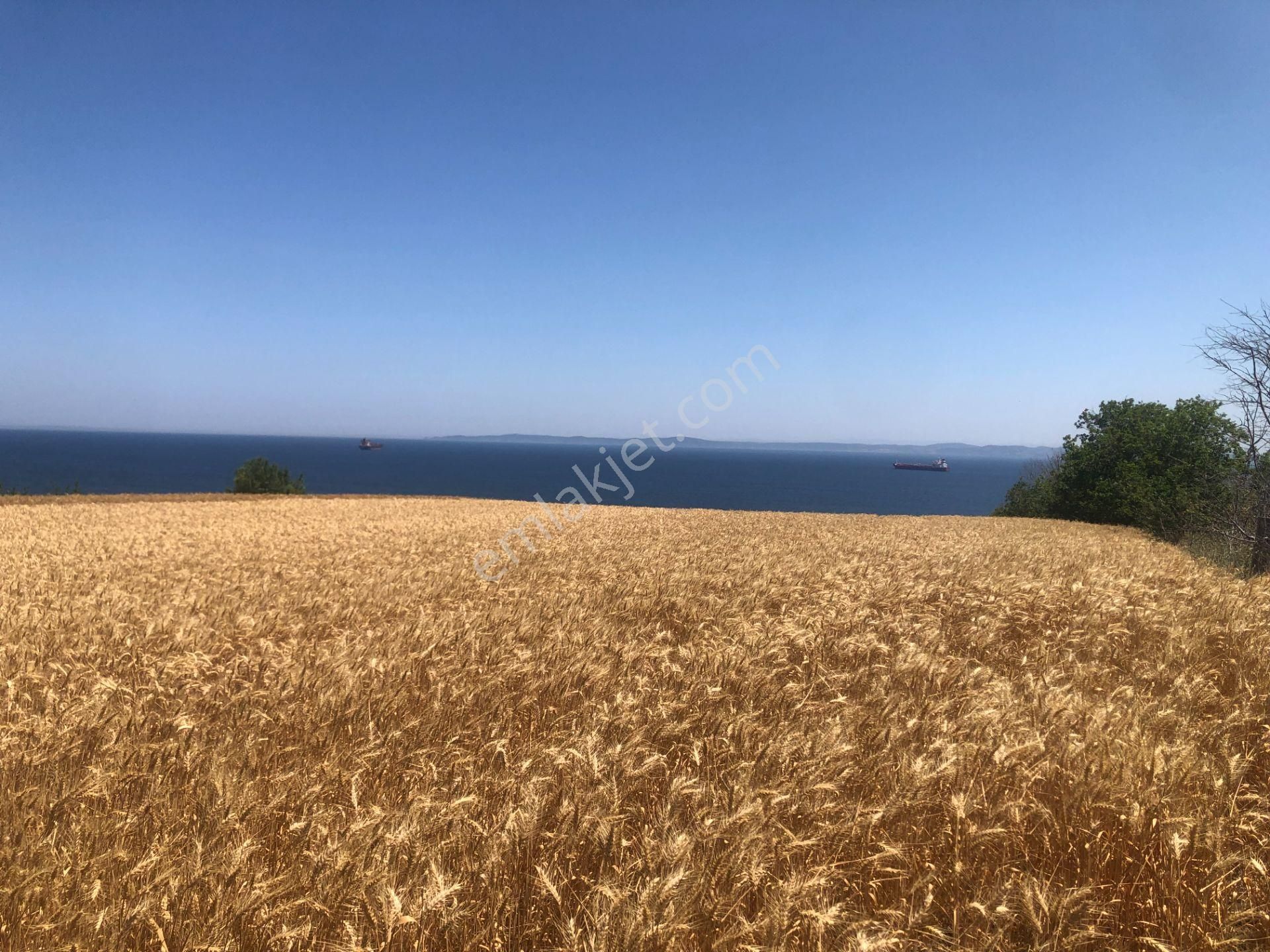 Şarköy De Işık Emlaktan İstiklal Mah De 372 M2 0/25 İmarlı Arsa - Görsel 2