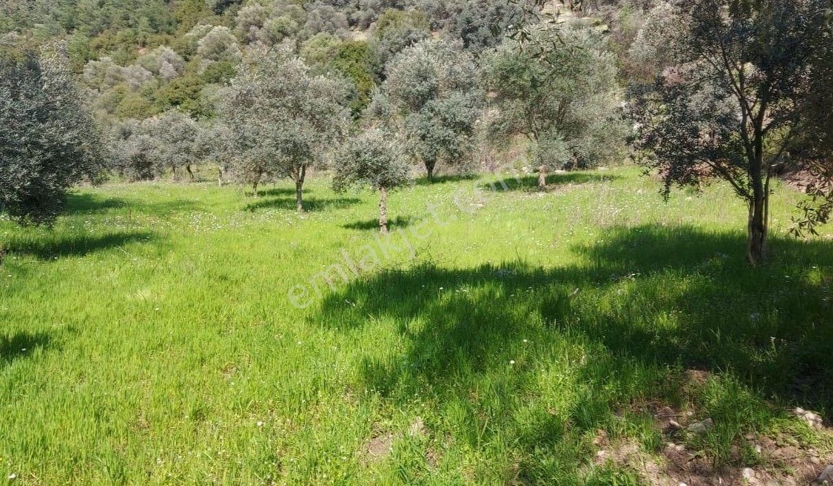 🌿 İzmır Selçuk’ta Doğayla İç İçe, Tek Tapulu 1 Dönüm Zeytınlık