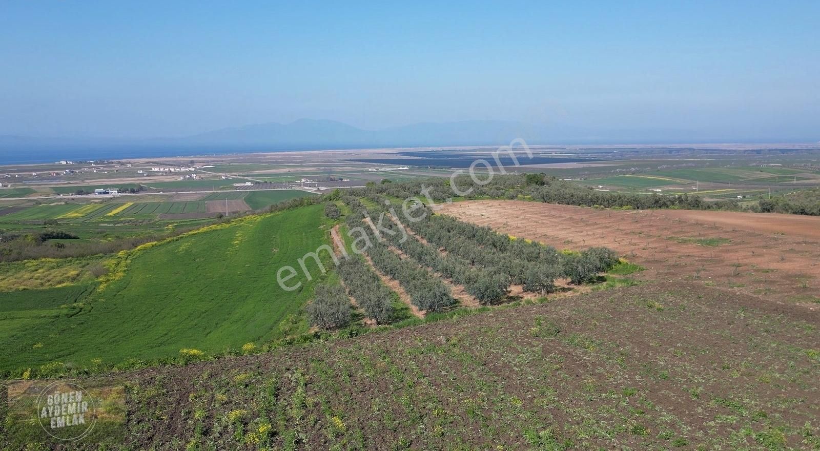 Deniz Manzaralı Bursa Çanakkale Yoluna Yakın 3,400m² Zeytinlik