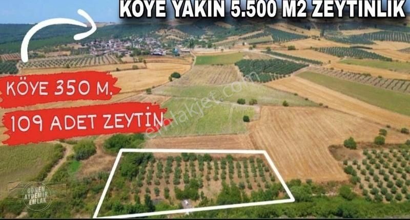 Köye 350 Metre Bakımlı Zeytinlik