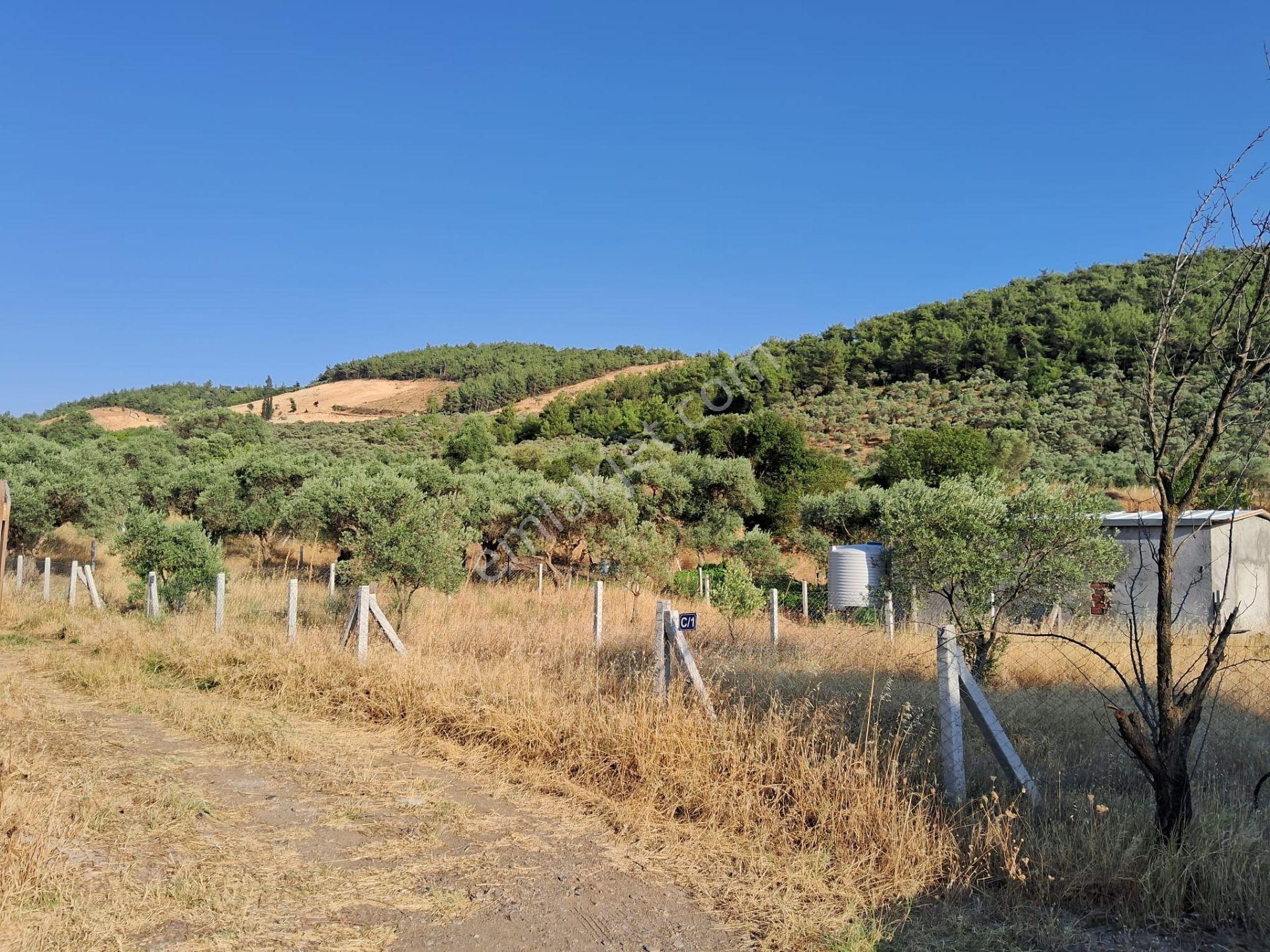 Acill Torbalı Karakızlarda 308m2 Elektrık Suyu Mevcut Tarla Otobüs Durağı Dibinde - Görsel 5