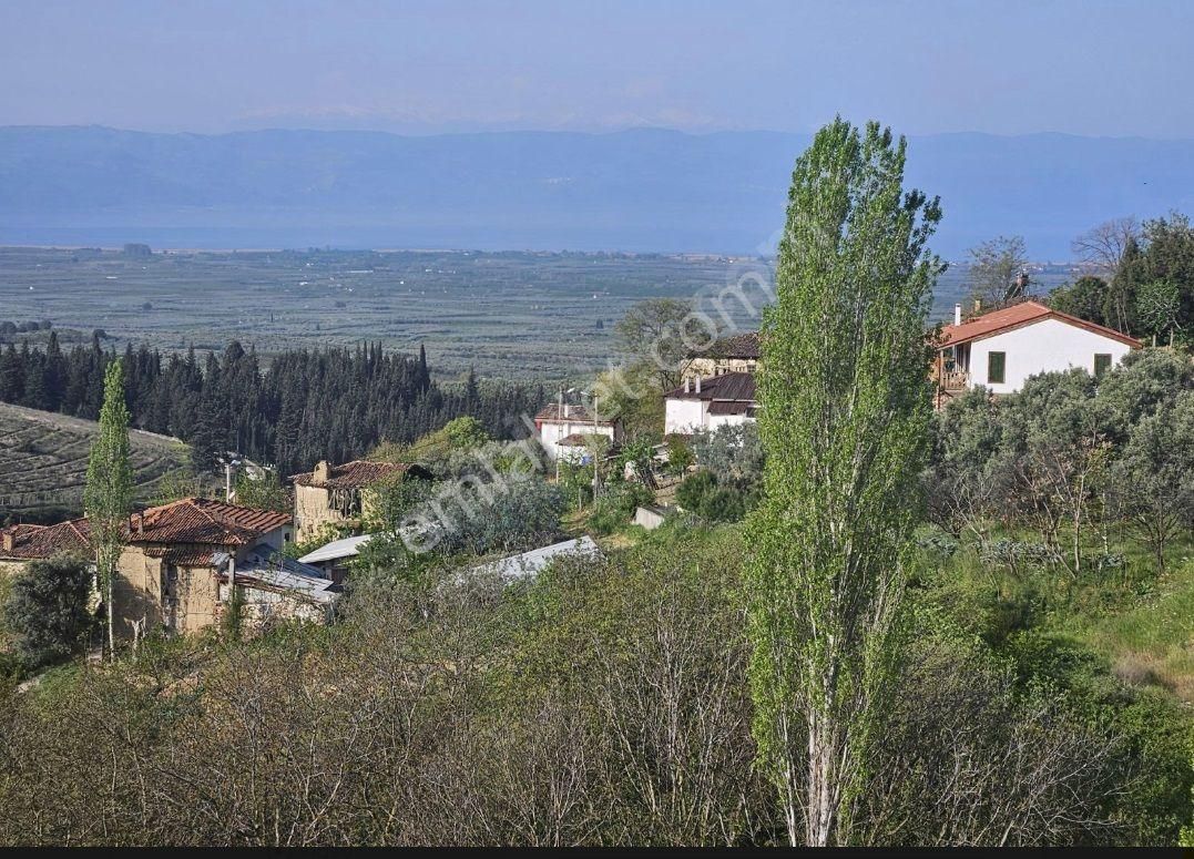 Sahibinden İznik Ömerli Köyü Göl Manzaralı Zeytinlik