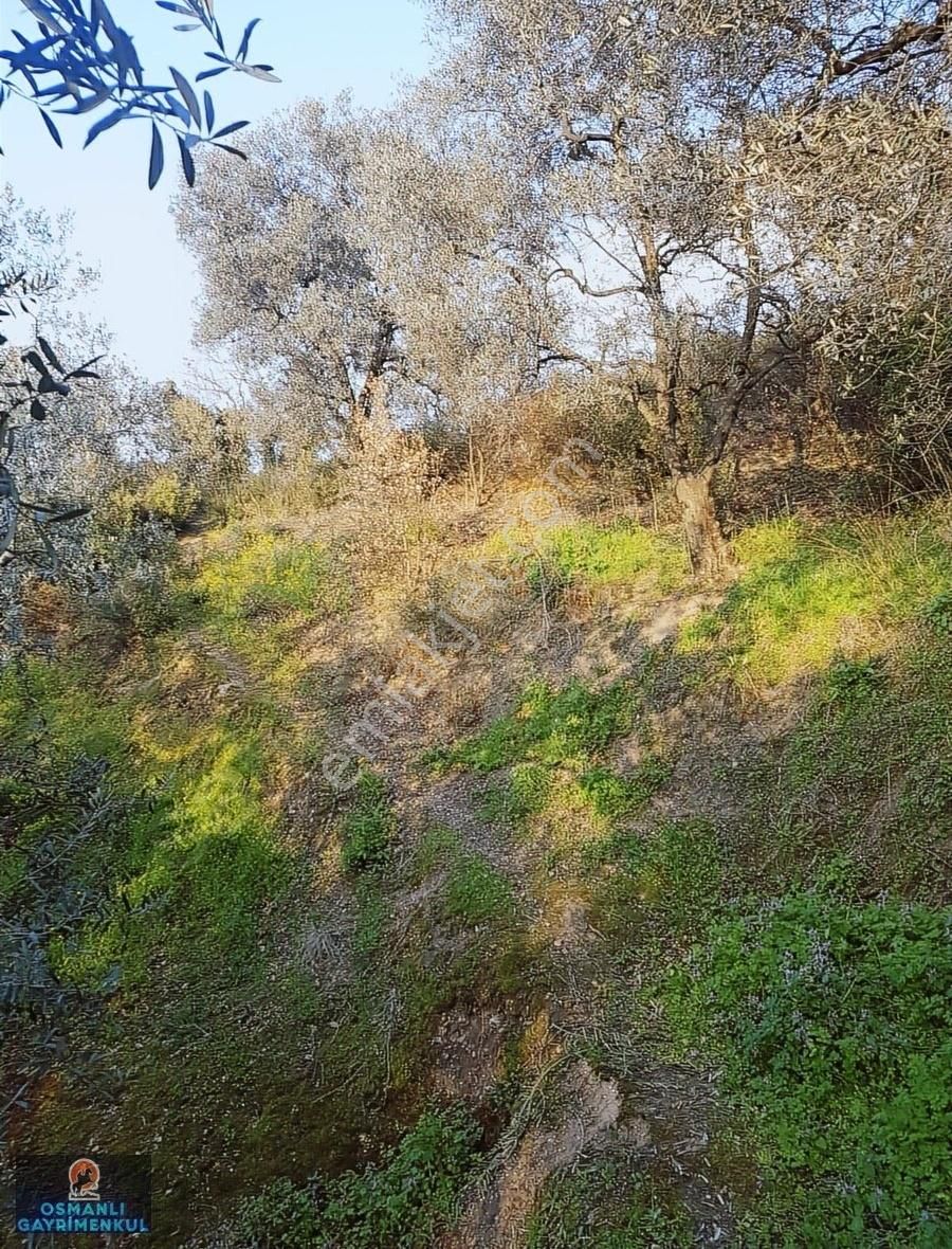 İznik Gölüne 200 Metre Uzaklıkta Manzaralı Satılık Arazi - Görsel 6