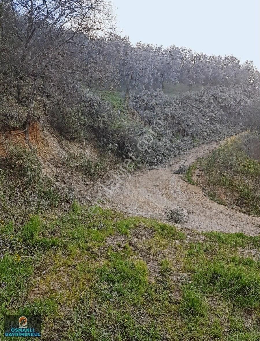İznik Gölüne 200 Metre Uzaklıkta Manzaralı Satılık Arazi - Görsel 8