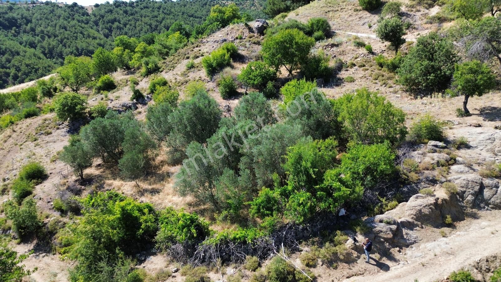 Bergama Çürükbağ Mahallesinde Zeytin, Asma, Badem Ağaçlı Satılık Müstakil Bahçe - Görsel 2