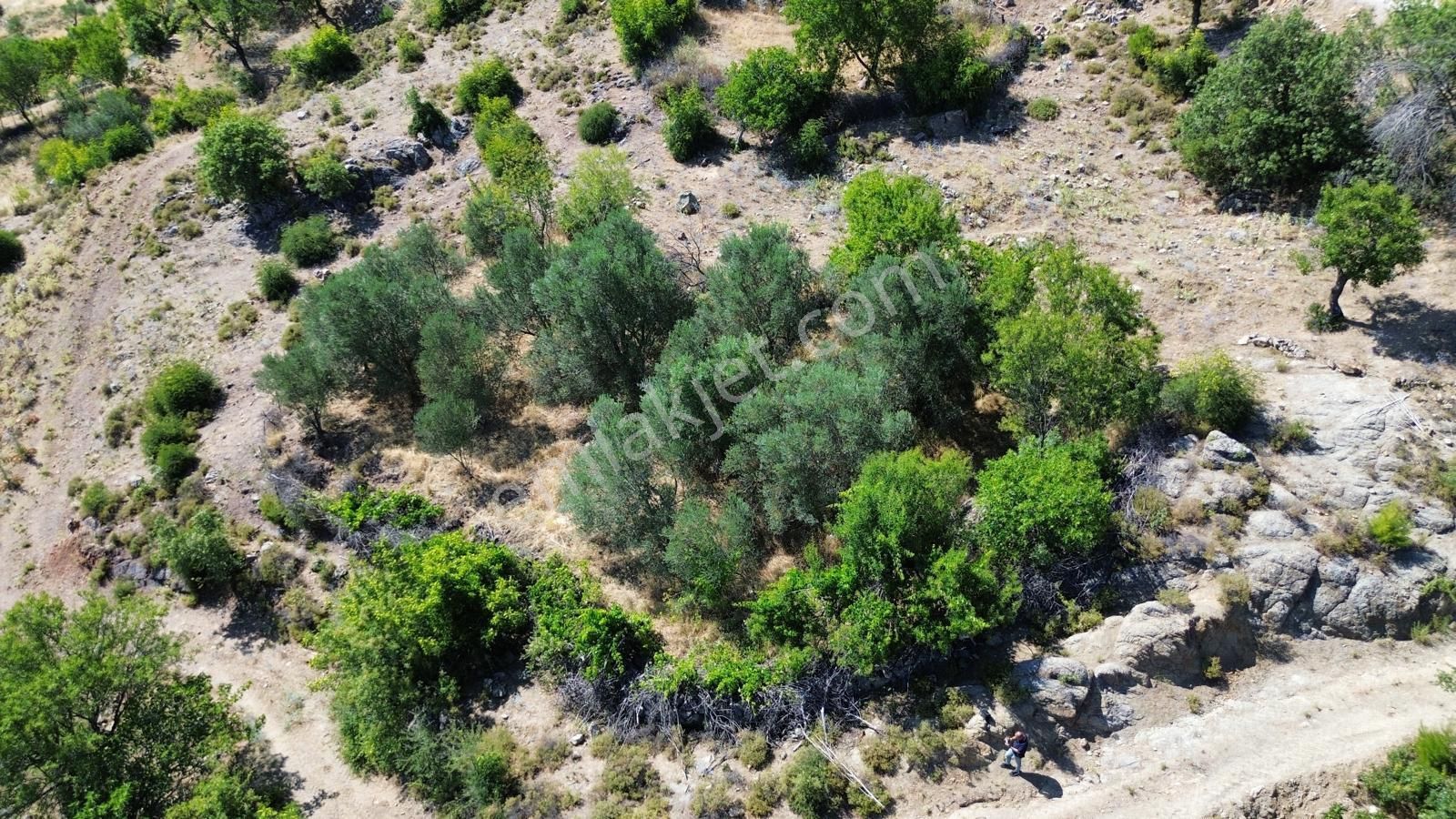 Bergama Çürükbağ Mahallesinde Zeytin, Asma, Badem Ağaçlı Satılık Müstakil Bahçe - Görsel 3
