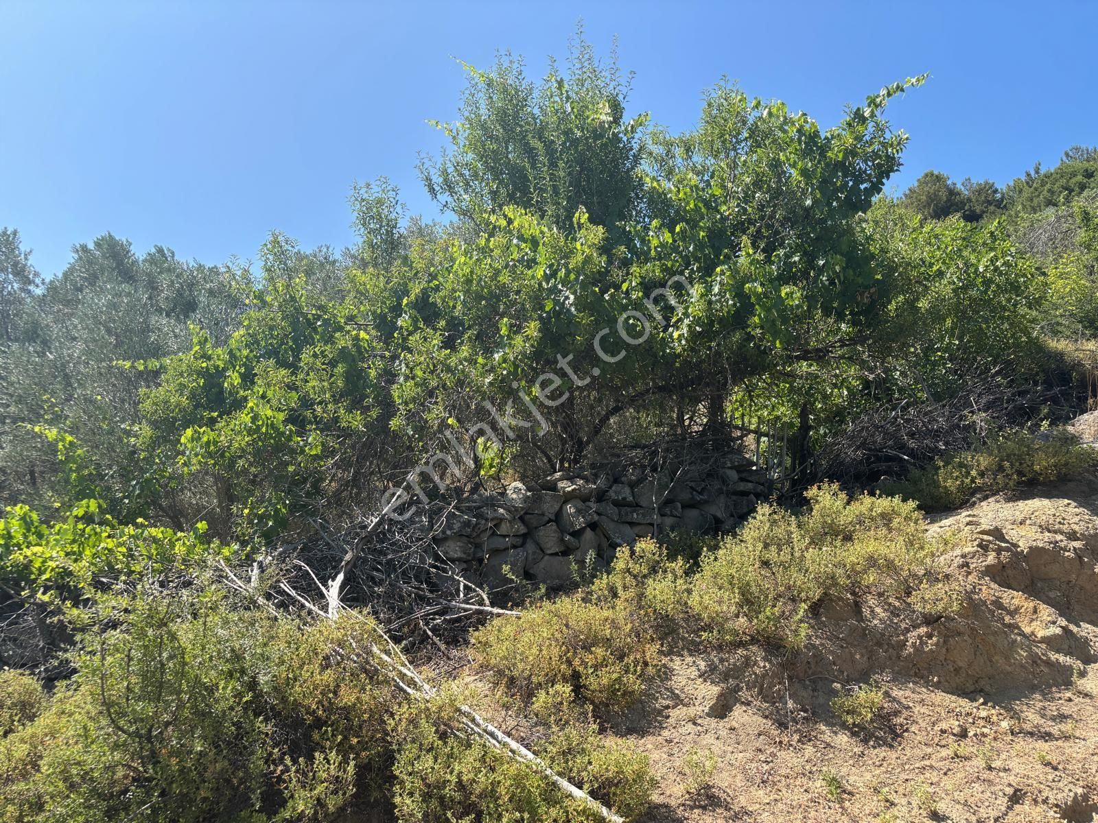 Bergama Çürükbağ Mahallesinde Zeytin, Asma, Badem Ağaçlı Satılık Müstakil Bahçe - Görsel 14