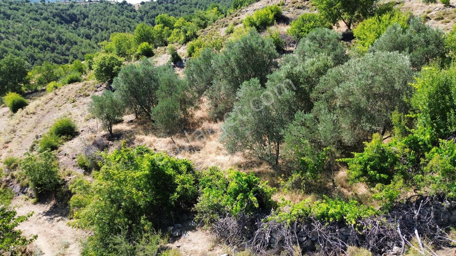 Bergama Çürükbağ Mahallesinde Zeytin, Asma, Badem Ağaçlı Satılık Müstakil Bahçe - Görsel 6