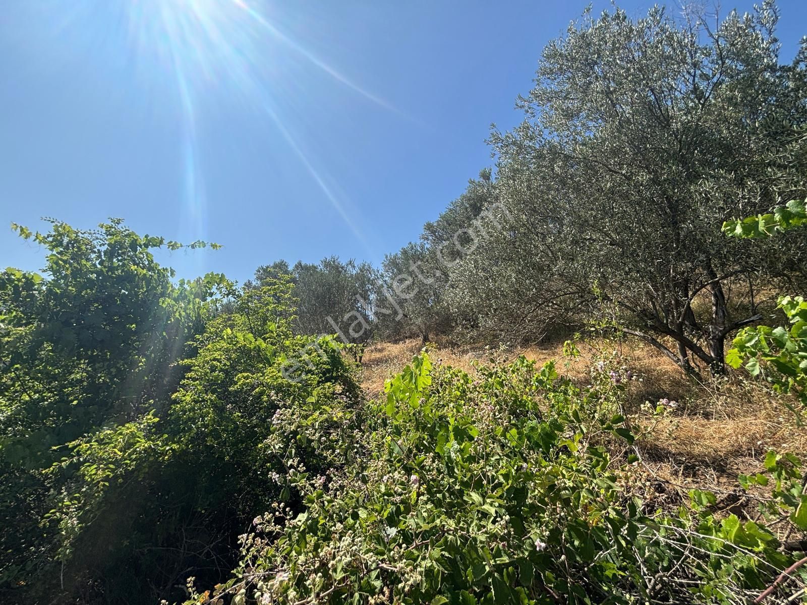Bergama Çürükbağ Mahallesinde Zeytin, Asma, Badem Ağaçlı Satılık Müstakil Bahçe - Görsel 9