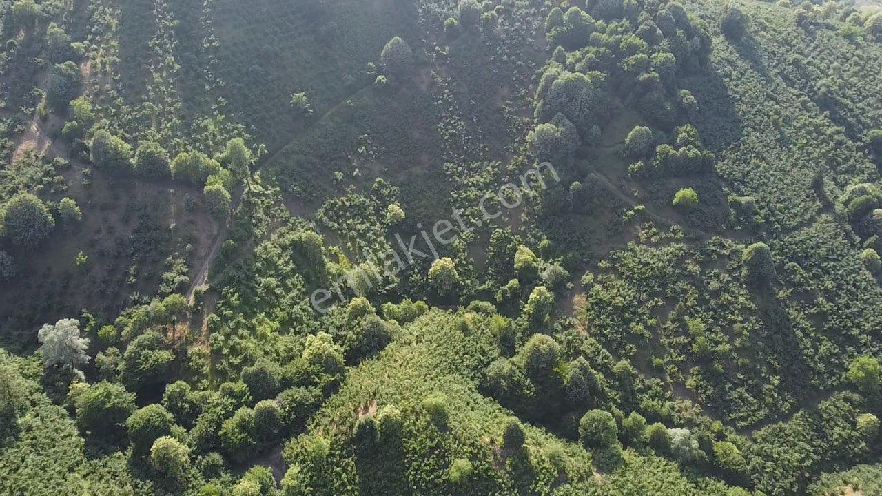Erdoğan Poyraz'dan Gölormanında Satılık Fındıklık - Görsel 20