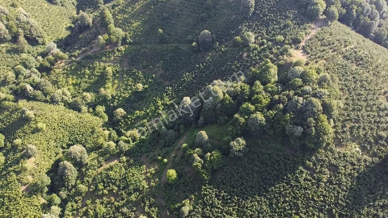 Erdoğan Poyraz'dan Gölormanında Satılık Fındıklık