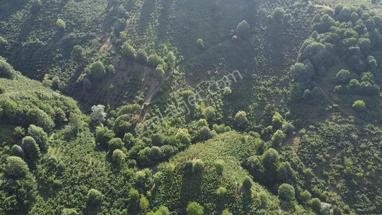 Erdoğan Poyraz'dan Gölormanında Satılık Fındıklık - Görsel 19