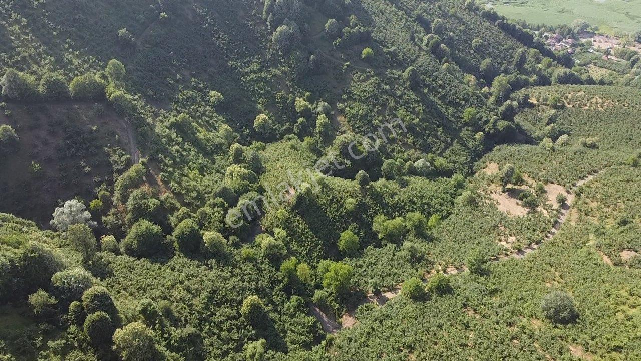 Erdoğan Poyraz'dan Gölormanında Satılık Fındıklık - Görsel 4