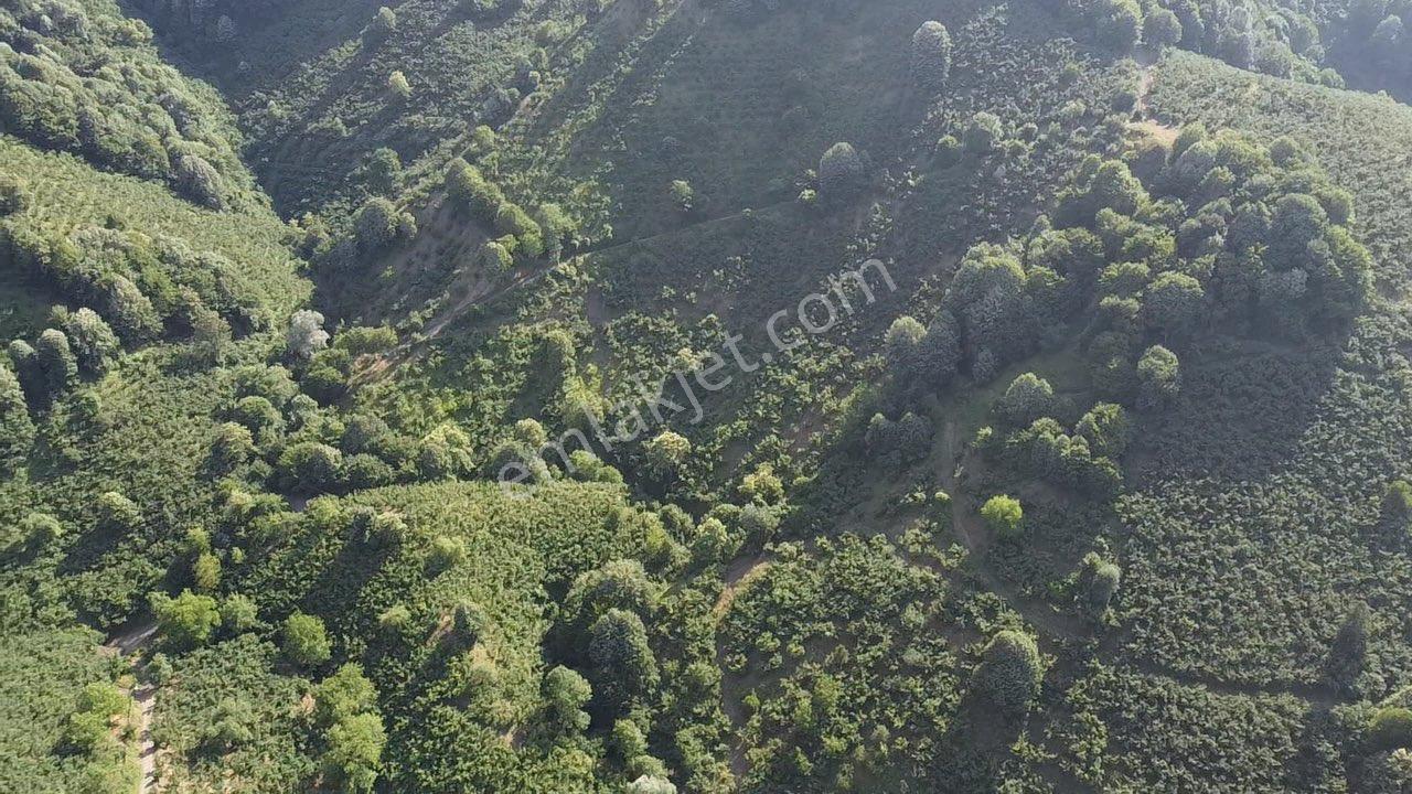 Erdoğan Poyraz'dan Gölormanında Satılık Fındıklık - Görsel 27