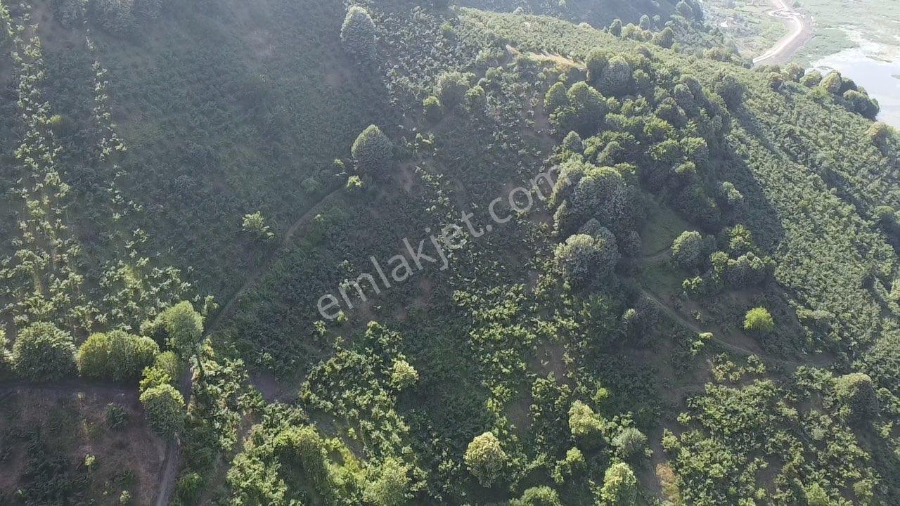 Erdoğan Poyraz'dan Gölormanında Satılık Fındıklık - Görsel 14